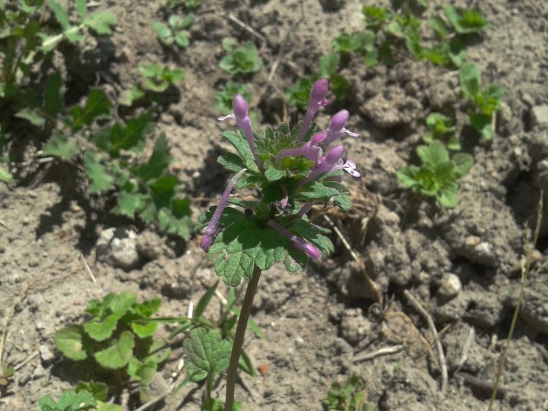 Lamium amplexicaule